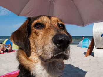 Close-up of dog on beach