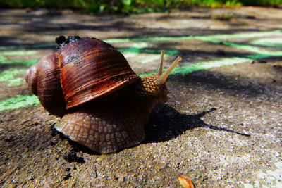 Close-up of snail