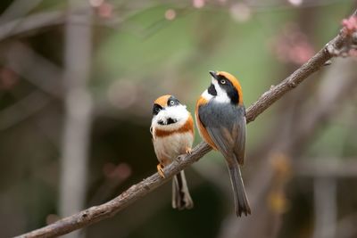 Close-up of birds perching on branch