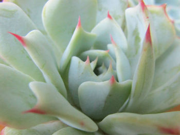 Full frame shot of succulent plant