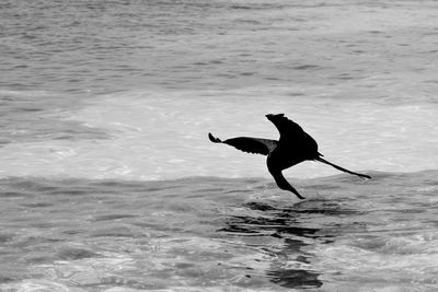 View of seagull flying over sea