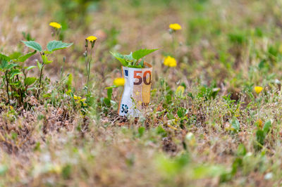 Yellow toy on field