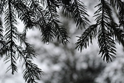 Low angle view of raindrops on silhouette pine tree