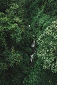 High angle view of waterfall in forest