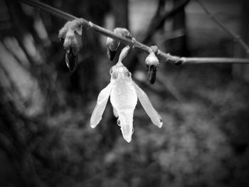 Close-up of crab hanging on tree