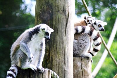 Close-up of lemurs sitting on tree trunk