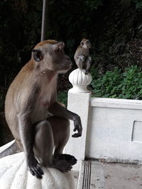 View of monkey statue