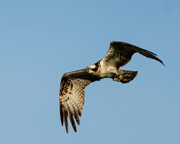 Low angle view of eagle flying against clear sky