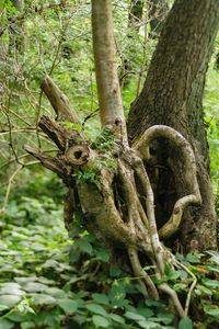 Tree trunk in forest