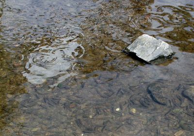 High angle view of water in a lake