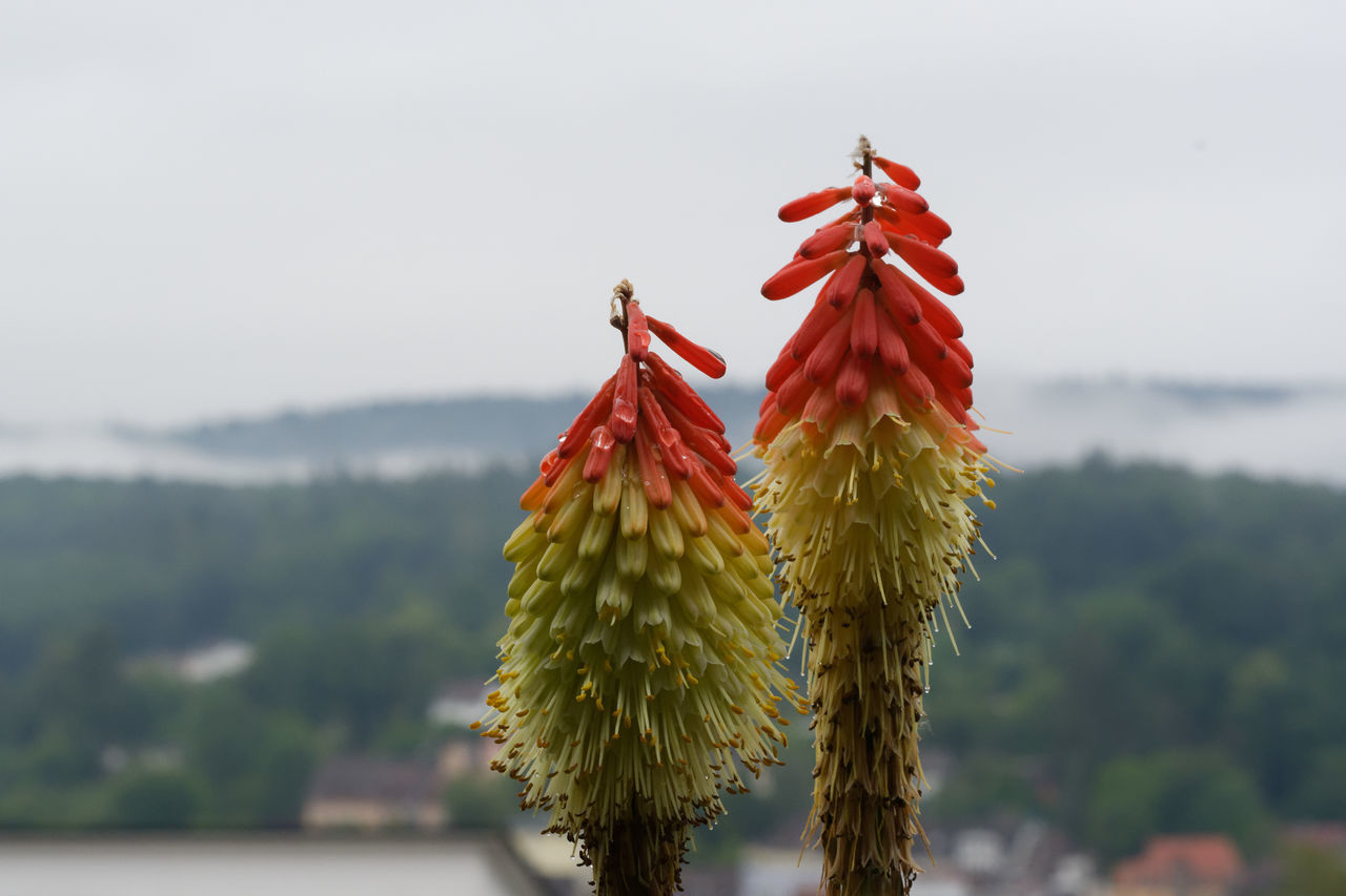 CLOSE-UP OF RED BERRIES ON CACTUS AGAINST SKY