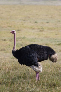 Side view of a bird on field