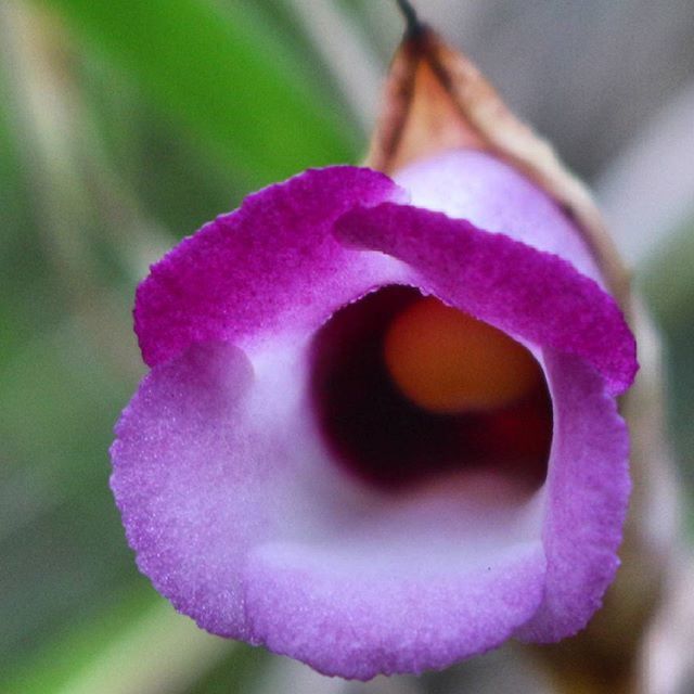 flower, close-up, petal, purple, freshness, fragility, flower head, focus on foreground, beauty in nature, growth, pink color, nature, selective focus, single flower, in bloom, blooming, macro, botany, plant, blossom