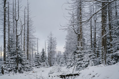 Trees on snow covered landscape