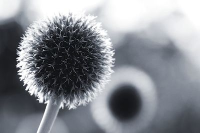 Close-up of dandelion flower