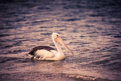 View of pelican swimming in lake