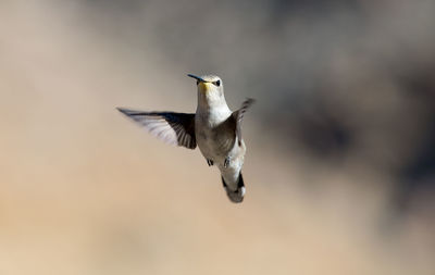 Close-up of bird flying