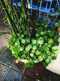 High angle view of potted plants on field