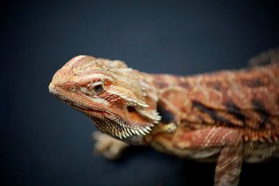 Bearded dragon on a black background