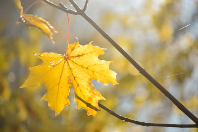 Close-up of yellow maple leaves on branch