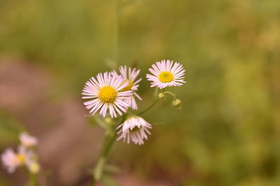 Close-up of flowering plant