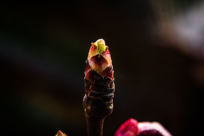 Close-up of flower bud