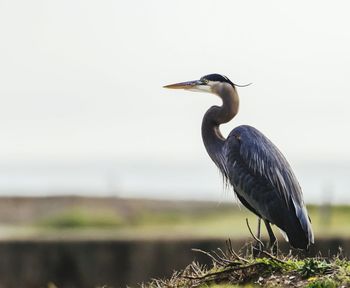High angle view of gray heron perching on railing