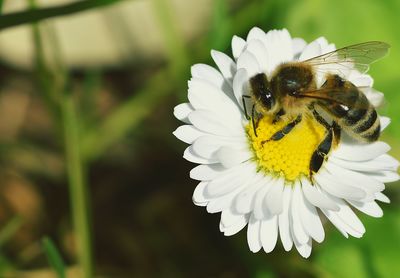 Close-up of bee pollinating on white flower