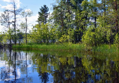 Scenic view of lake in forest against sky