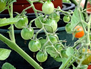 Close-up of fruits growing on plant