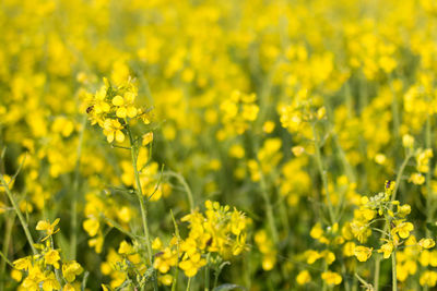 Yellow flowers blooming in field