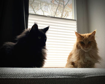 Cat sitting on window