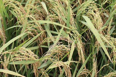 Ripe paddy bunch on tree in the firm on field