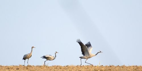 Birds perching on field against clear sky