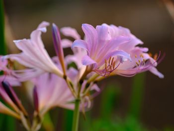 Close-up of pink flowering plant