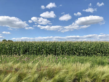 Scenic view of agricultural field against sky