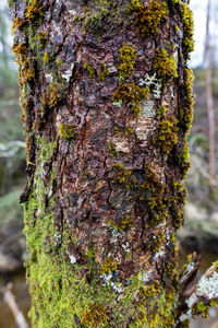 Close-up of moss growing on tree trunk