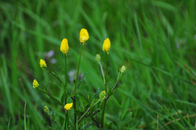 Close-up of yellow crocus flowers