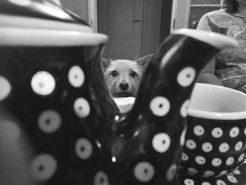 Close-up portrait of dog