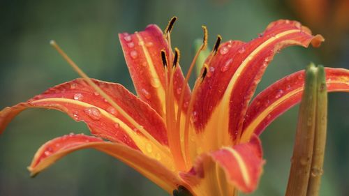 Close-up of fresh wet day lily blooming outdoors