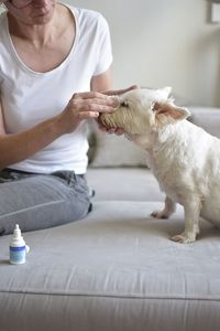 Midsection of woman applying medicine to dog