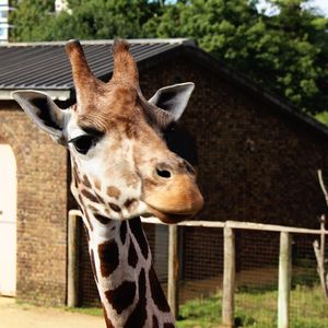 Close-up of giraffe