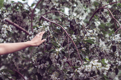 The hand of a young woman on the background of a blooming apple tree