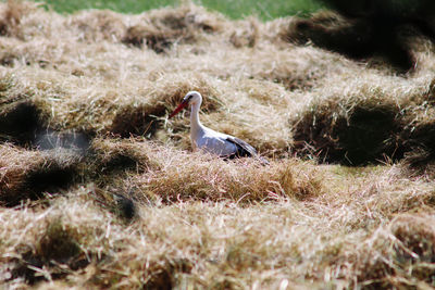 Stork perching on a field