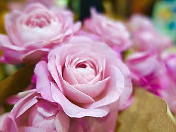 Close-up of pink rose