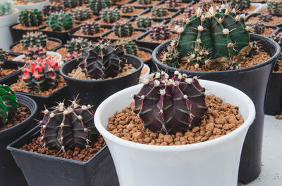 High angle view of potted plants