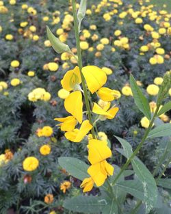 Close-up of yellow flowers growing on plant