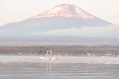 Swans swimming in lake against mountain during foggy weather