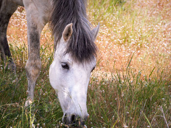 Horse grazing in field