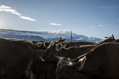 Mammals on landscape against sky